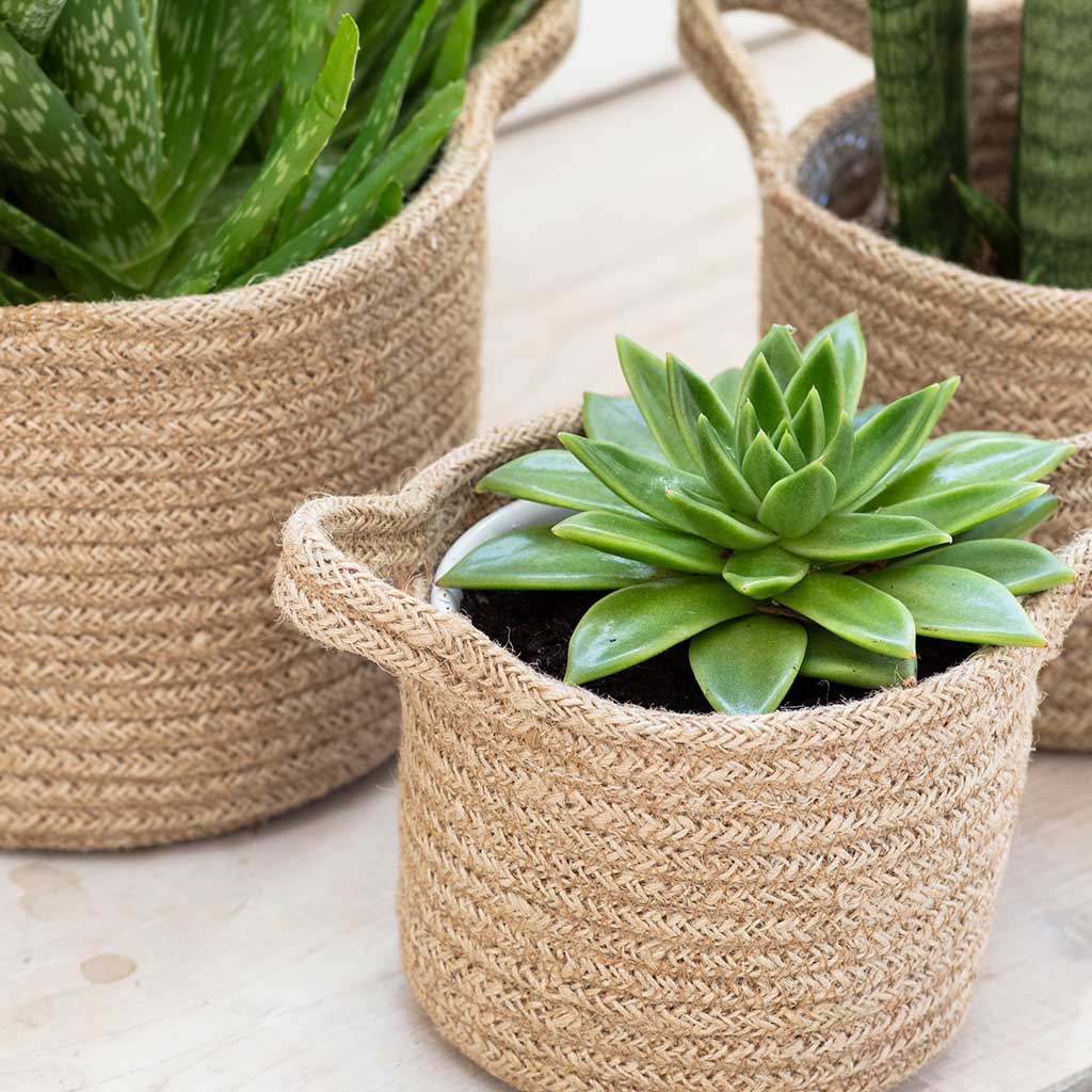 Jute Woven Plant Pots | Set of 3 - Image 2