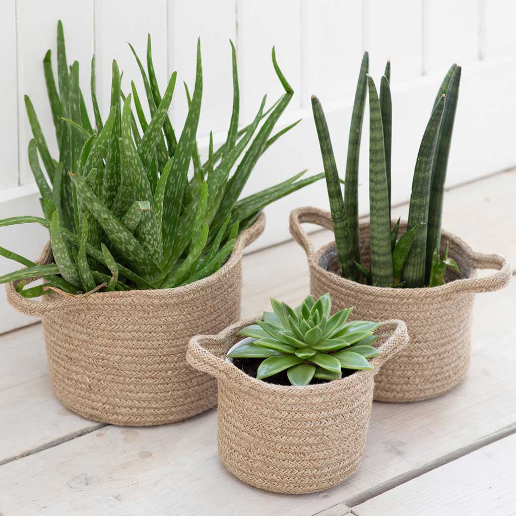 Jute Woven Plant Pots | Set of 3 - Image 3